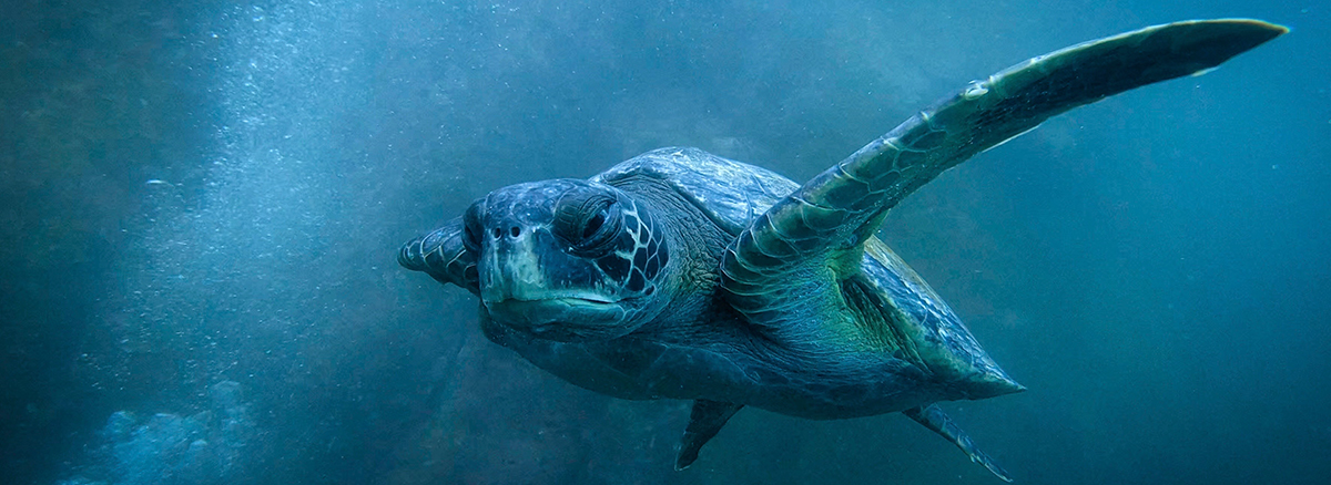 Grumpy sea turtles with on scowl on its face