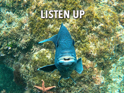 Lesson From A Fish